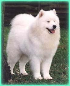 Samkota'S Sabre Of White Gold