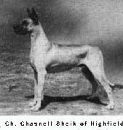 CH Chasnell Sheik of Highfield