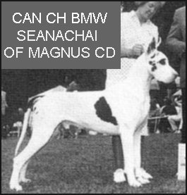 CH Bmw Seanachai of Magnus