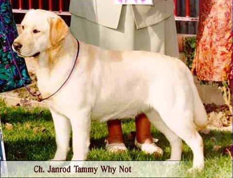 CH Janrod's Tammy Why Not