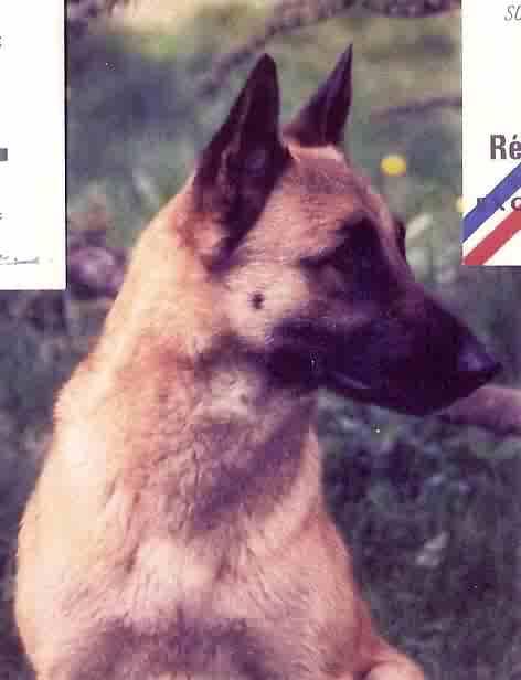 CAC - RCAC Cathy des Loups Mutins