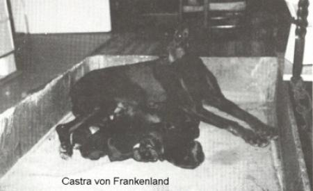 Castra V Frankenland