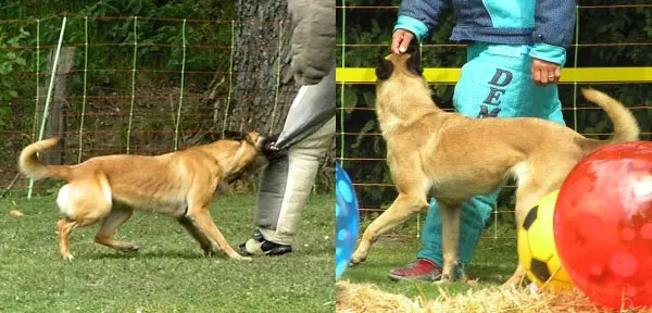 Heda z Hückelovy Vily