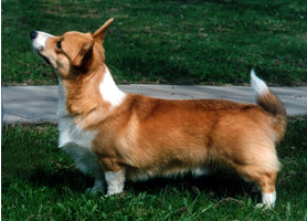 FIN CH Fedina's Valmont