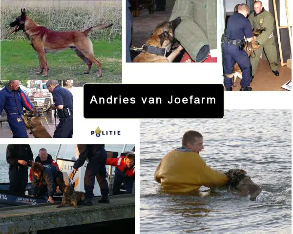 Andries van Joefarm