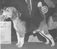 CH Lanbur Coupe De Ville