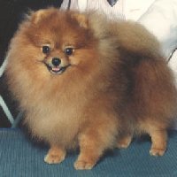 CH Wee Hearts Can't Touch This