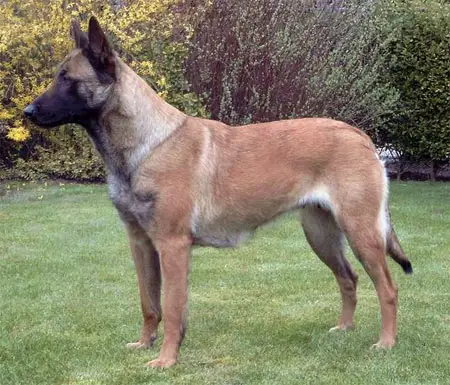 Amber van de Emmelenhoek