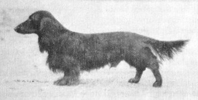 GER CH Ebbo Krehwinkle