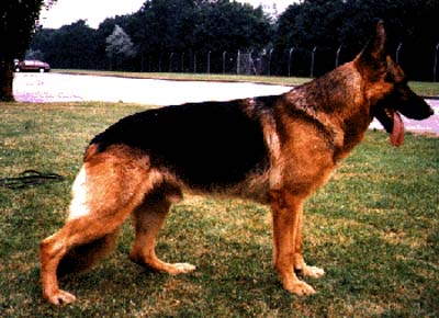 Basko von der Sintherner Kirchgasse