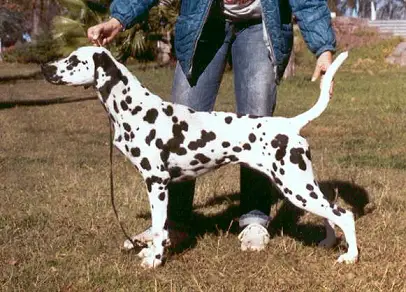 Arg Ch Bra.Ch Zagreb Private Blend