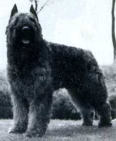 NLCH Grando Jannette v.d. Rozenheerd