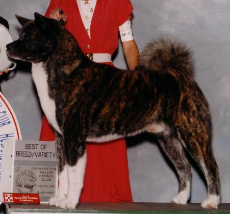 AKC/CAN CH Northland's Shere Khan Of SDM