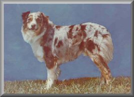 ASCA Ch Slash V Frosted Fudge