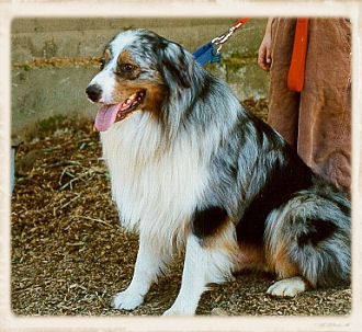 Neely Ranch Auggie Doggie