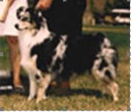 ASCA Ch Ebbtide's A Bee In Your Bonnet