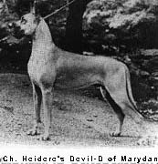 CH Heidere's Devil-D of Marydane
