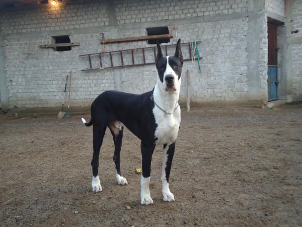 Danefleet'S Washing Away Gray