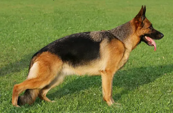 Zala von der Freiheit Westerholt