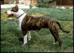 Angie's Calamity Jane