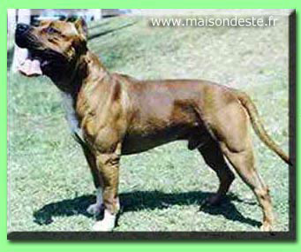 Rambo De La Maison D'Este