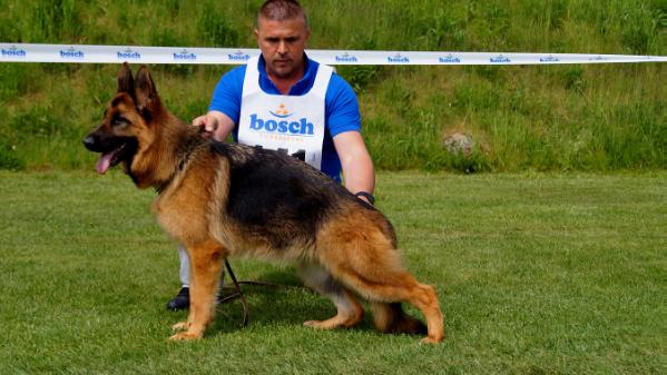 V(LGZS) Gala Vom Damjan Hof