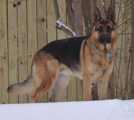 Tidmores Rising Star Logan