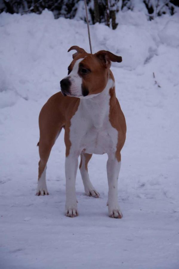 FICH,EECH Jekkupatterin Got Your Heart