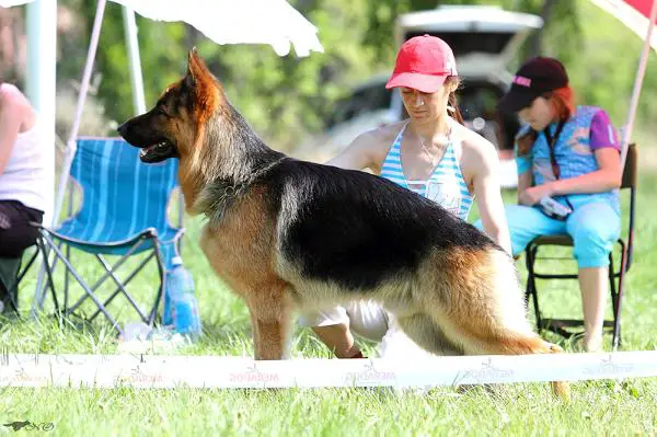 CH.RUS, Roverline Zherar