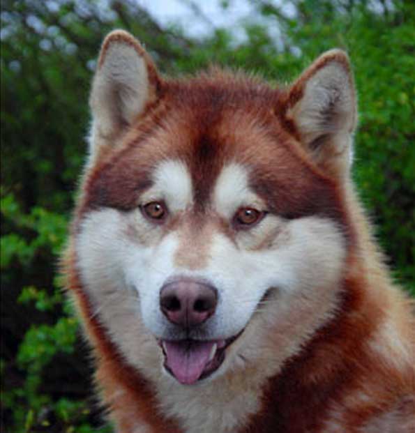 Mijaan of Timber Kennel