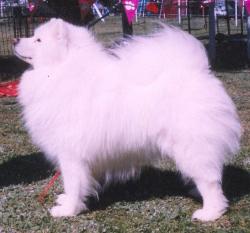 AUSTRALIAN CHAMPION Icemist Alpine Shadow CDX ET