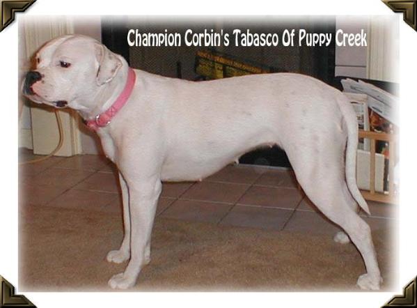 CH SBK's Tabasco of Puppy Creek