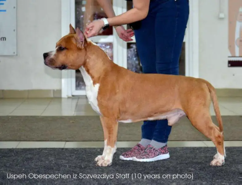 CH.RUS,CH.RKF,Jun.CH.RUS Uspeh Obespechen iz Sozvezdiya Staff