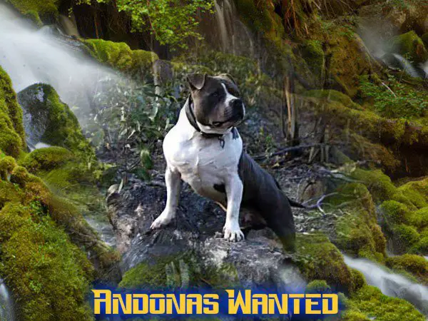 andonas wanted