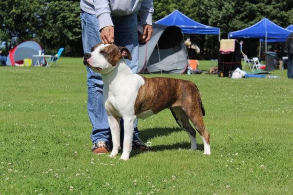 MULTI CH Old Hickory Miss-Myrna