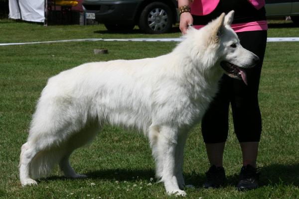 WJW 12,JUG.CH Joyfull White Angel´s Amadeus ( Amos )