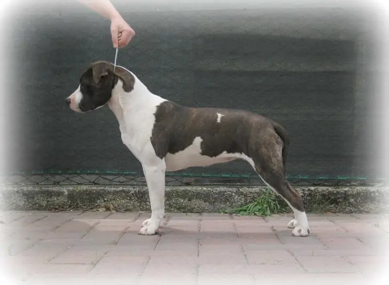 Dreamst Sweet Princess