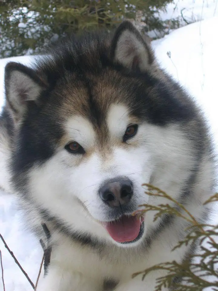 Am./Cdn. Ch. Bearhug’s Artic Bob-Cat