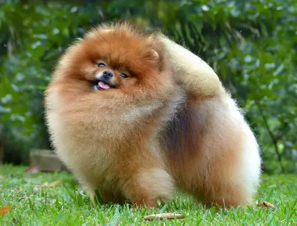 BIS,BISS,GCH.AM.CAN Ac Dynasty Dream Works (PAKO)