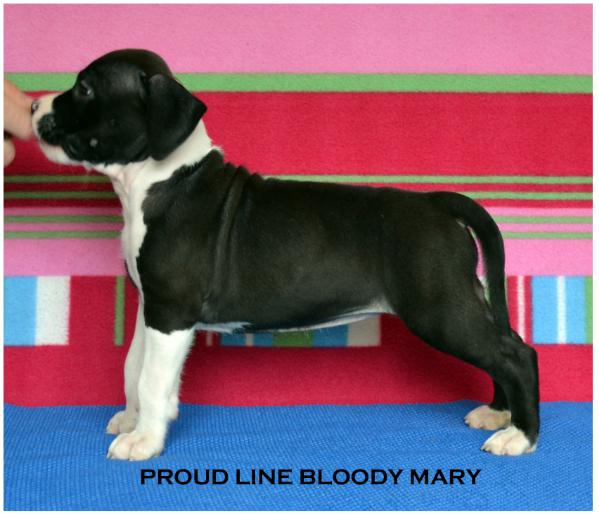 Proud Line Bloody Mary