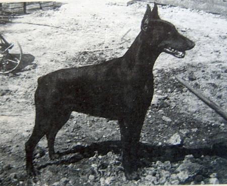 Urgehati Maya
