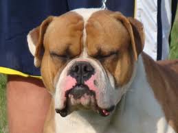 Deans Conan of Valiente