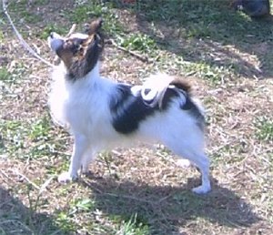 JCH RU, CH RU Bonneaventure Olanir Lav Imidz ot Nadezhdy