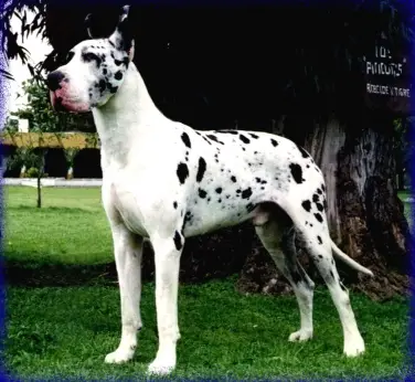 Gran Imperial del Pur Sang