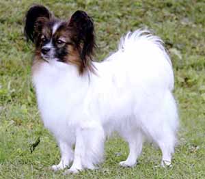 Pepejas Chanty Chasmin