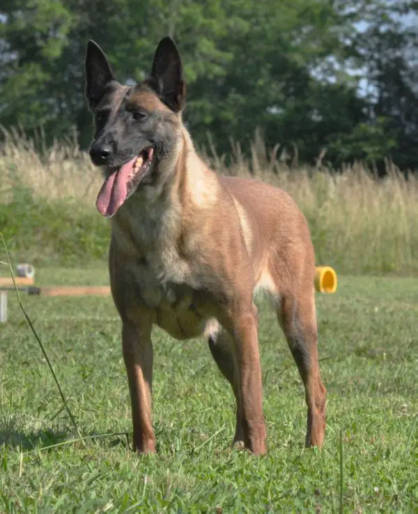 Solveig Du Loups Du Soleil