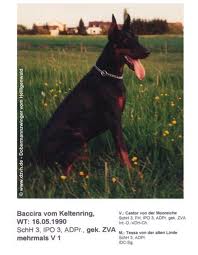 Baccira vom Keltenring