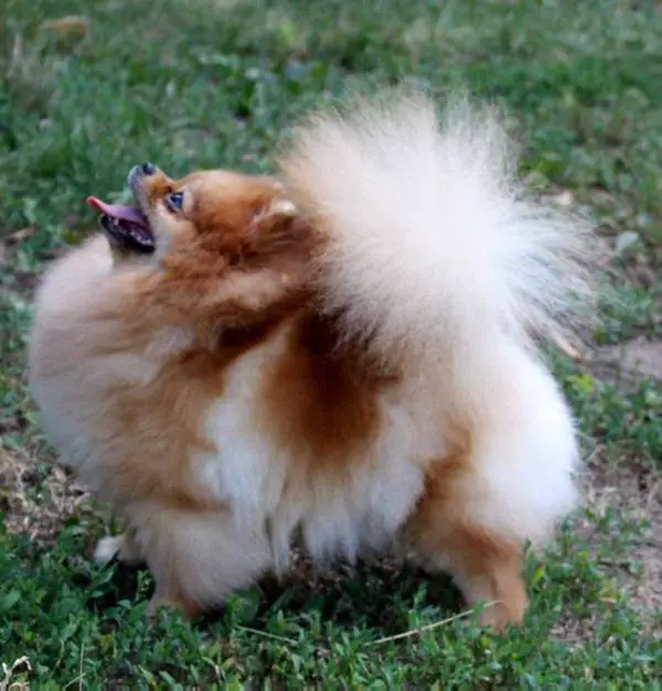 CH RUS, RFSS Starlights Step To Next Dream