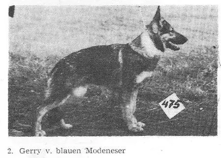 V Gerry vom blauen Modeneser