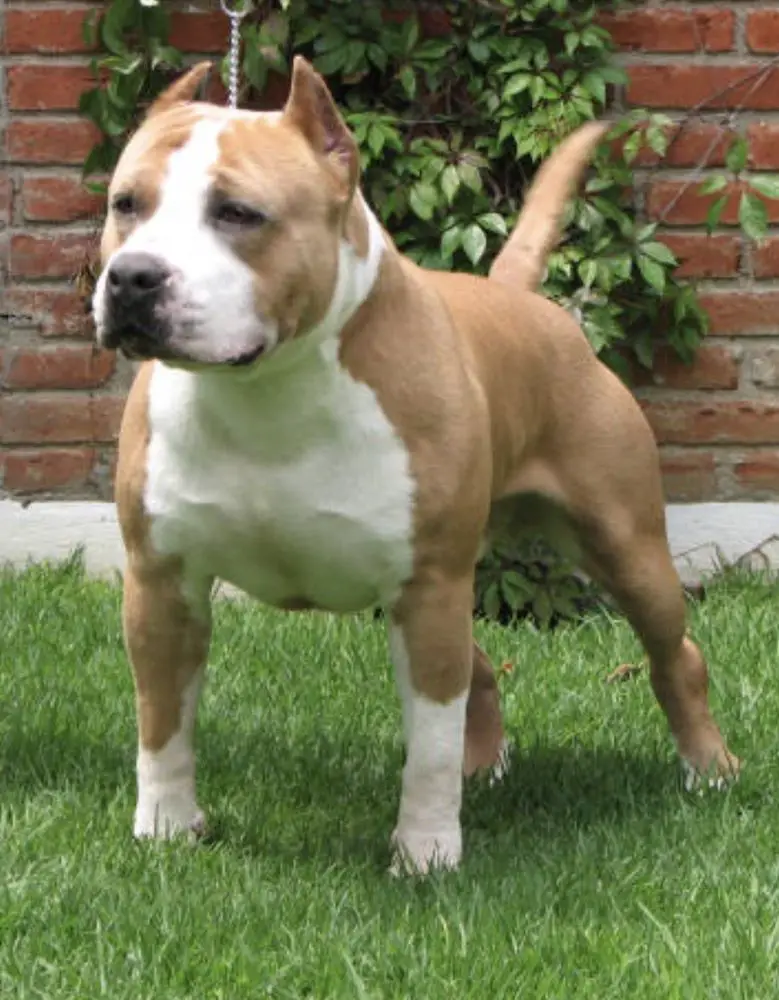 CAMPMEX/GCM/INT/TT Triple H (Jaimes)
